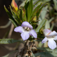 Eremophila freelingii