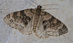 Hammaptera parinotata