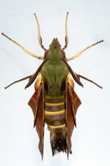 Macroglossum trochilus trochilus