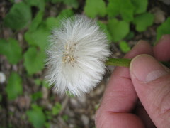 Tussilago farfara