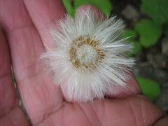 Tussilago farfara