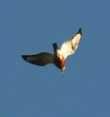 Ringed Kingfisher