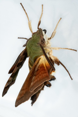 Macroglossum trochilus trochilus