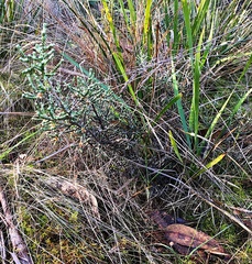 Ozothamnus scutellifolius