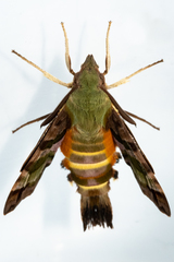 Macroglossum trochilus trochilus