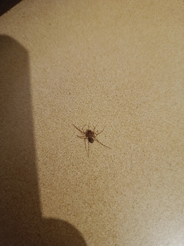 Common Spitting Spider