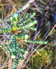 Ozothamnus scutellifolius