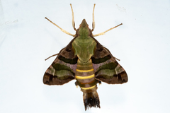 Macroglossum trochilus trochilus