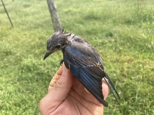 Eastern Bluebird
