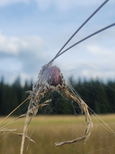 Shamrock Orbweaver