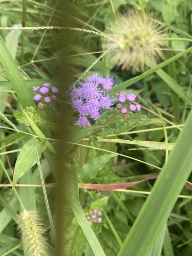 blue mistflower