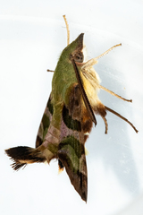 Macroglossum trochilus trochilus