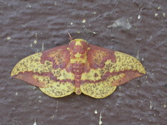 Eacles imperialis pini