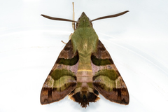 Macroglossum trochilus trochilus