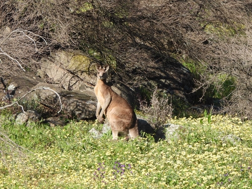 Eastern Grey Kangaroo
