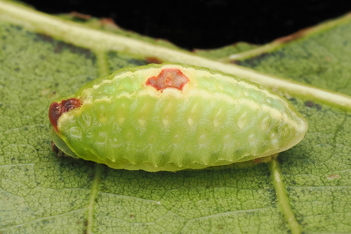 Abbreviated Button Slug Moth