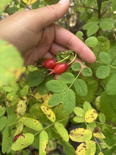 Prickly Wild Rose