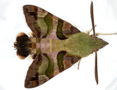 Macroglossum trochilus trochilus