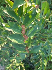 Breynia fruticosa