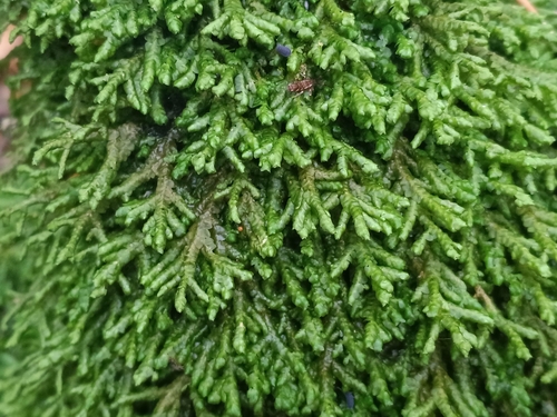 Porella cordaeana, 2026-09-11