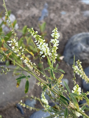 White Sweetclover
