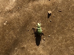 Pachyrhinus lethierryi