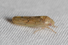 Ponana quadralaba