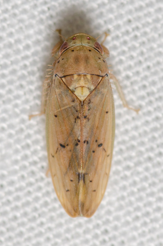 Ponana quadralaba