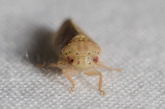 Ponana quadralaba