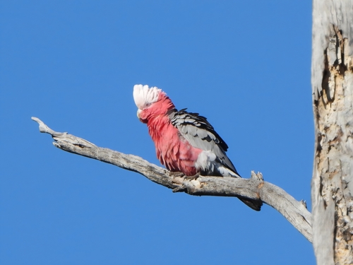 Galah