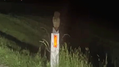 Tawny Owl