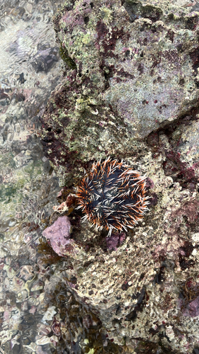 Collector Urchin