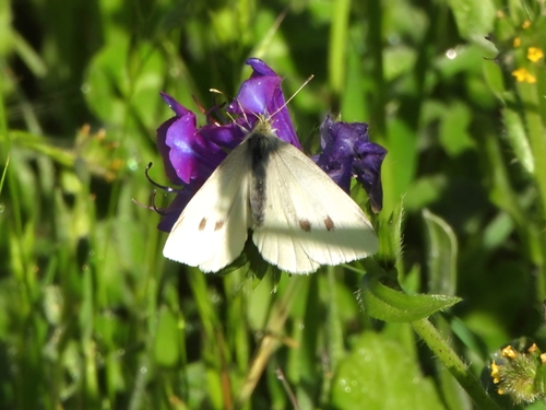 Small White