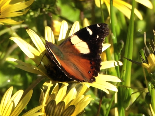 Yellow Admiral