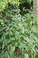 Symphytum officinale