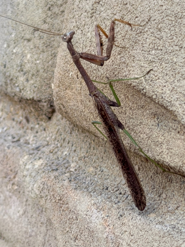 Carolina Mantis