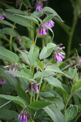 Symphytum officinale