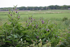 Symphytum officinale