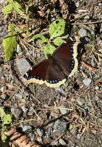 Mourning Cloak