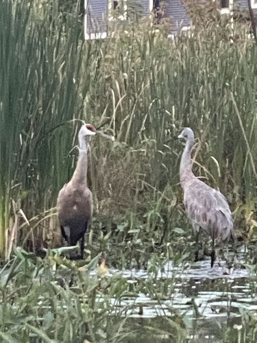 Sandhill Crane