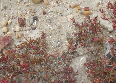 Charadrius pecuarius