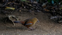 Trochalopteron squamatum