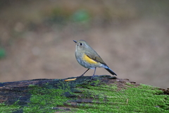 Tarsiger rufilatus