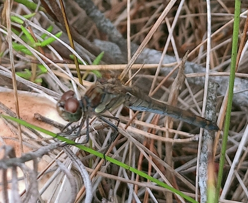 Common Darter