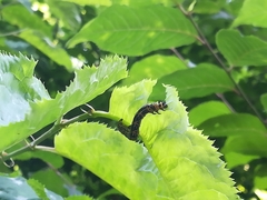 Lepidoptera