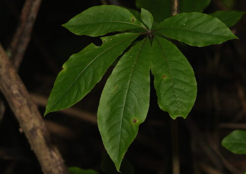 Schefflera digitata, photograph 5