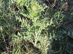 Cirsium texanum