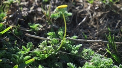 Cotula discolor