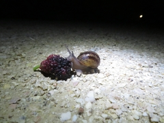 Helix lucorum