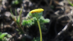 Cotula discolor